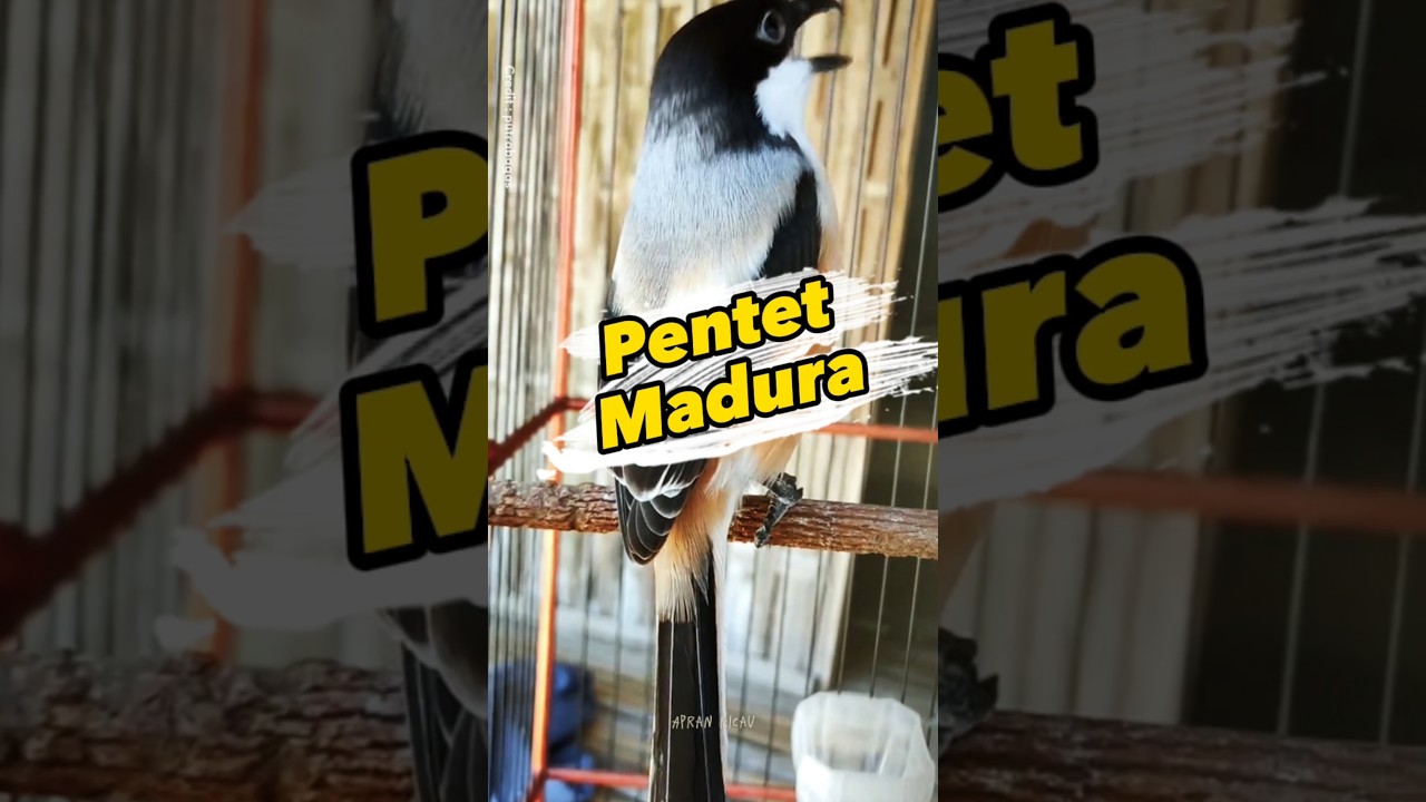 pentet Madura #pentet #pentetgacor #cendet