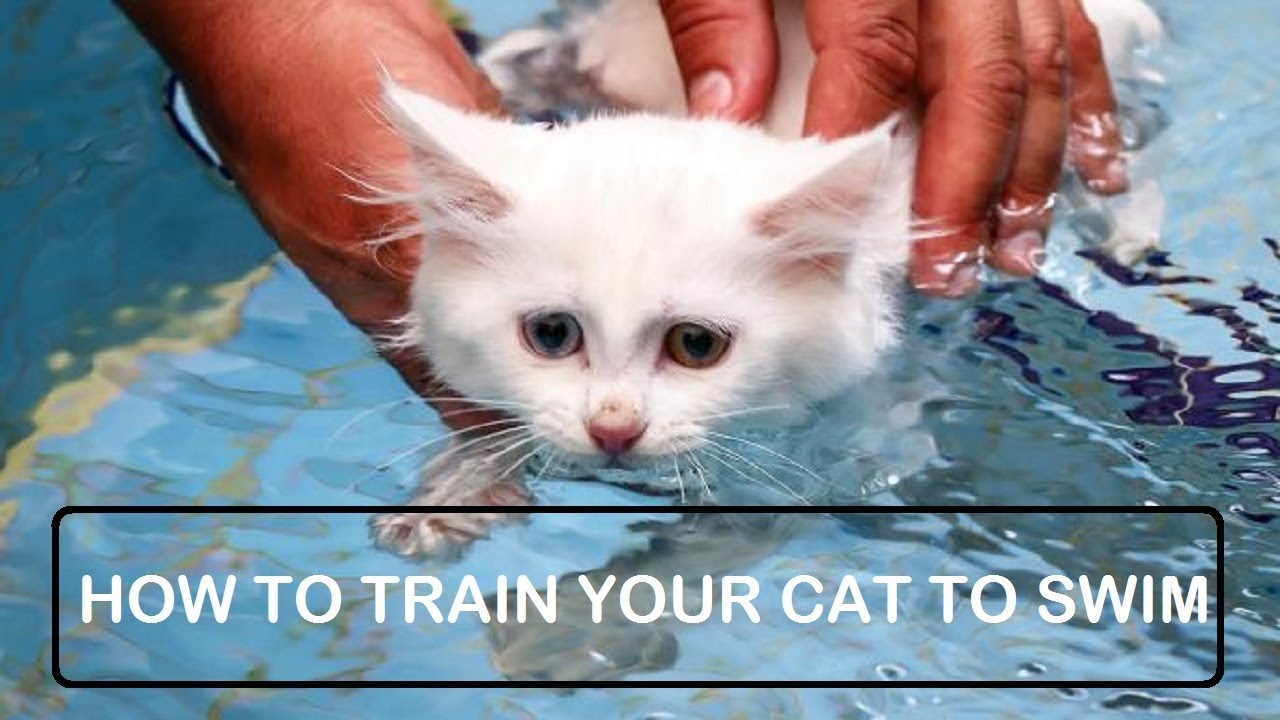 How To Train Your Cat To Swim - VLOG TIPS
