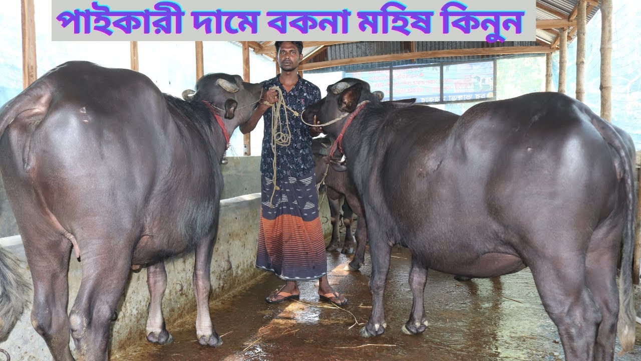 একদম পাইকারী দামে ইন্ডিয়ান বর্ডার ক্রস প্রেগন্যান্ট বকনা বাচ্চা কিনুন | কনক ভাইয়ের স্পেশাল কালেকশন