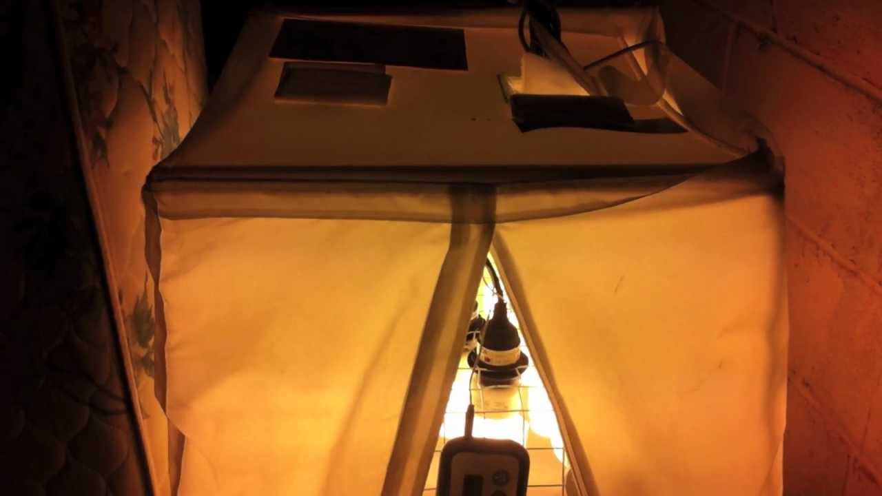 An awesome DIY 504 watt CFL grow tent
