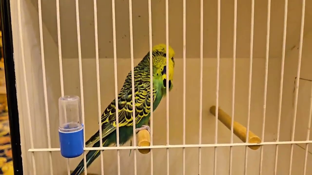 The Budgerigar Society Show-2025
