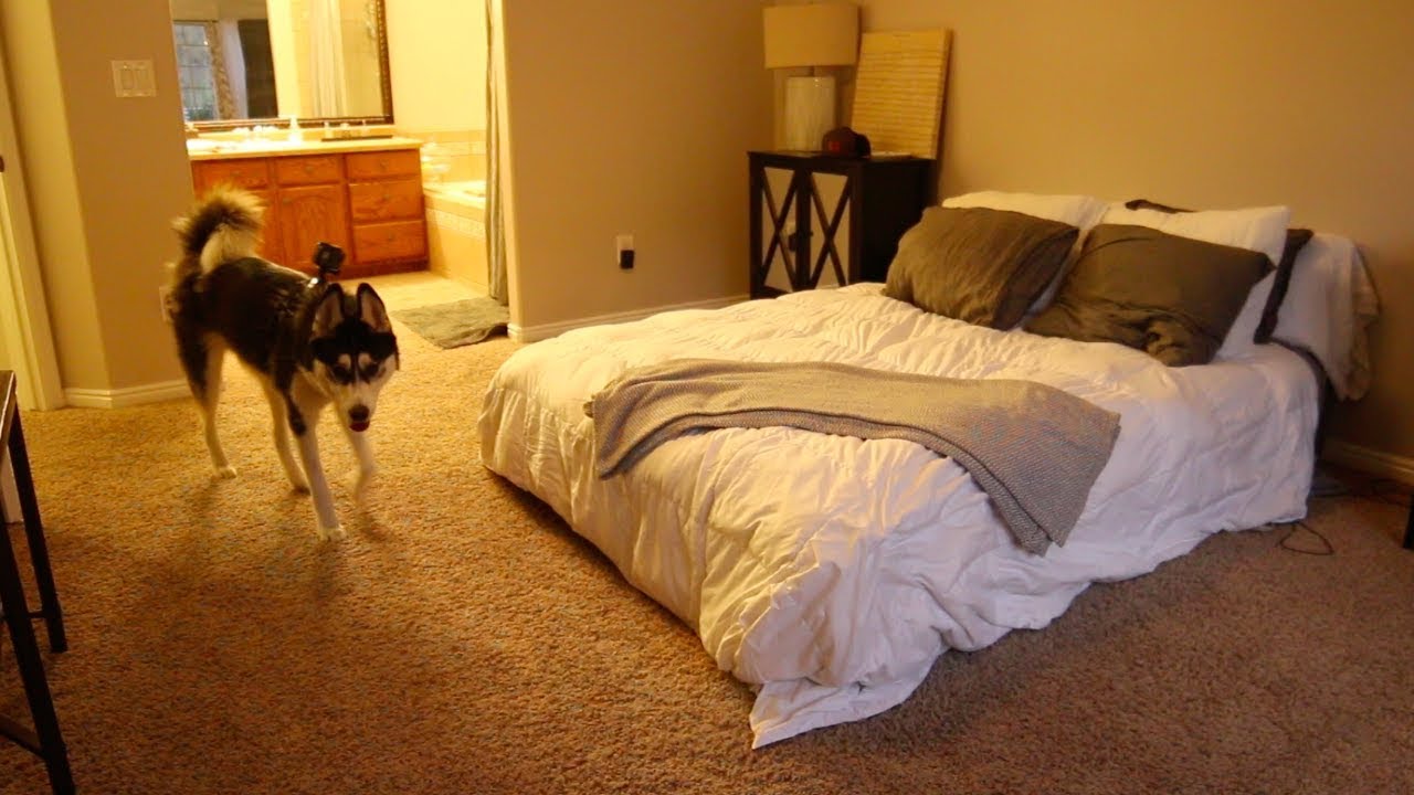1 YEAR OLD HUSKY LEFT HOME ALONE || GOPRO FOOTAGE