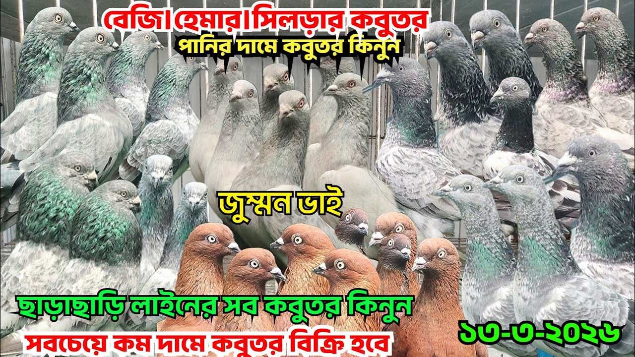 পানির দামে কবুতর কিনুন,বেজি কবুতর,পাংখি,হ্যামার কবুতর। লাল পাত্তি কবুতর।ছাড়াছাড়ি লাইনের গিরিবাজ 