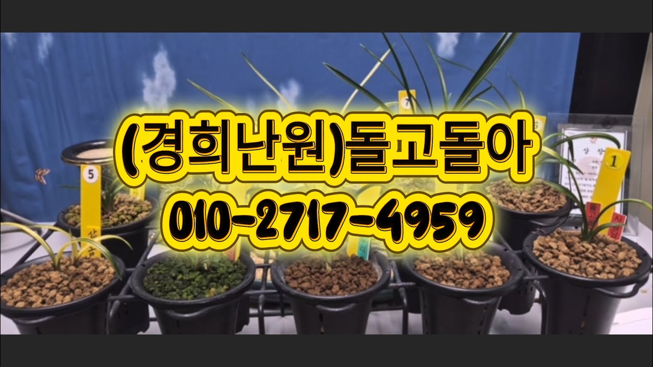 0312 사임당 천종 온누리 생강근입변중투 금계산반중투 산반녹호중투 천상 금계산반호 신라 산반단엽
