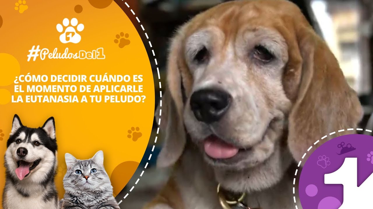 ¿Cómo decidir cuándo es el momento de aplicarle la eutanasia a tu peludo?