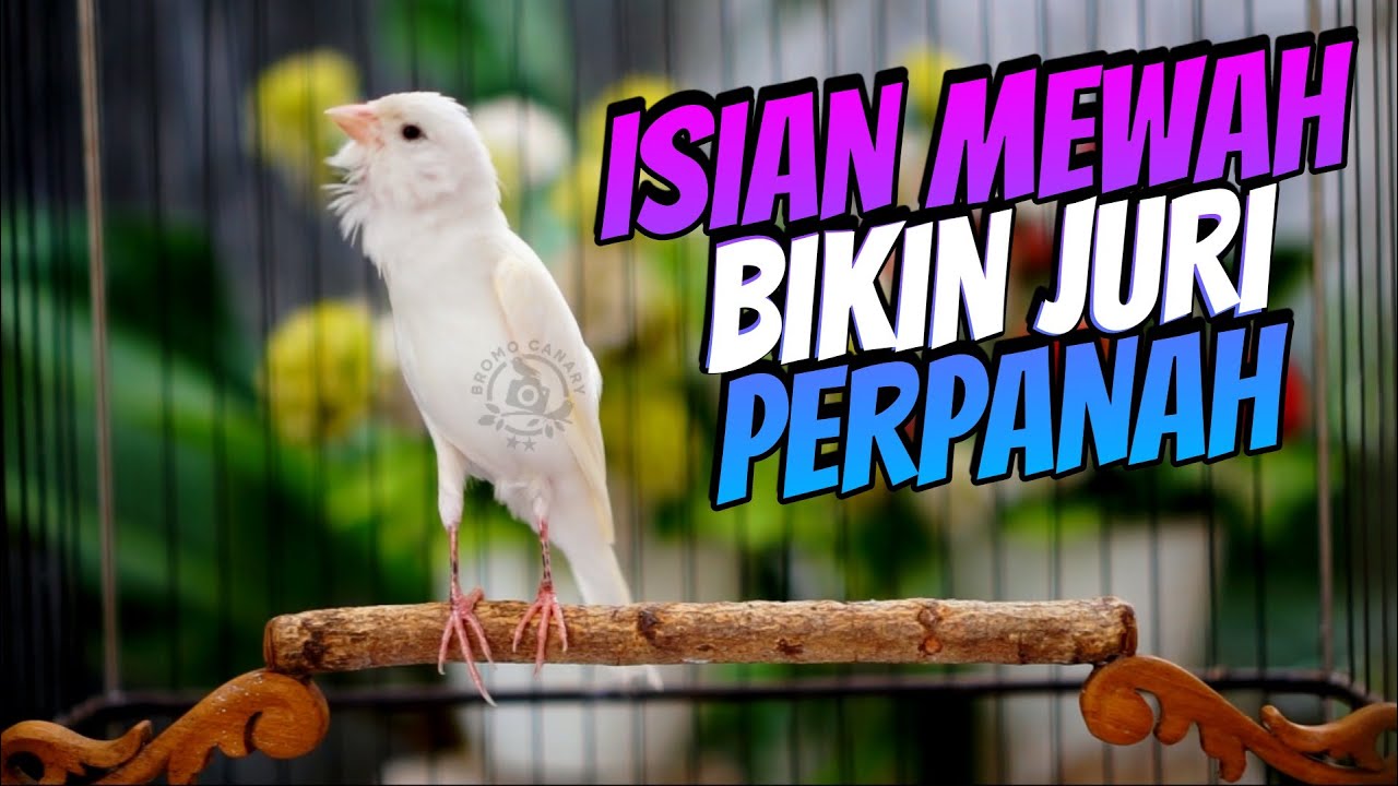MASTERAN KENARI ISIAN MEWAH AUTO JURI TERPANAH - SUARA KENARI ISIAN CIBLEK GACOR