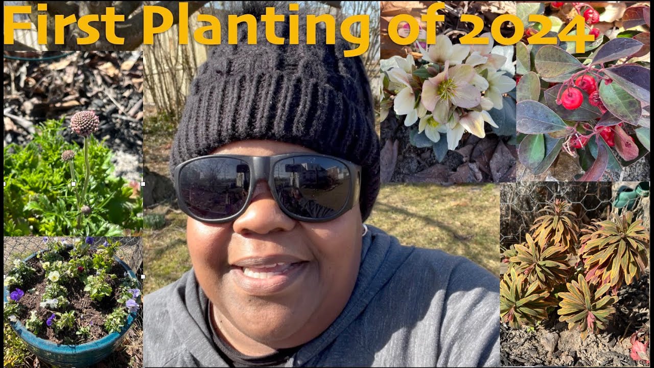 First Planting of 2024 | Hellebores, Catmint, Scabiosa, Euphorbia, Wintergreen