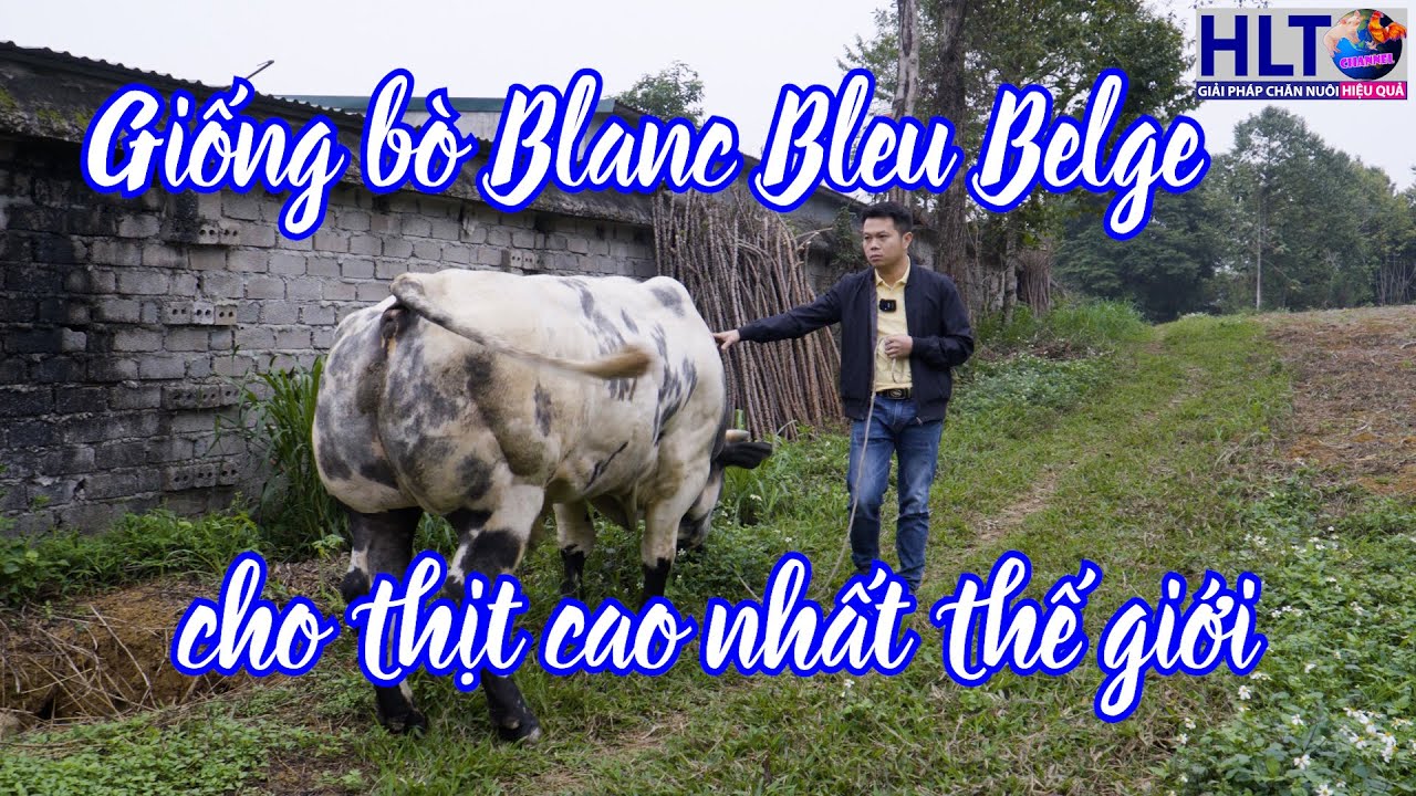 BÒ 3B(Blanc Bleu Belge) - LOẠI BÒ CÓ TỶ LỆ THỊT CAO NHẤT THẾ GIỚI