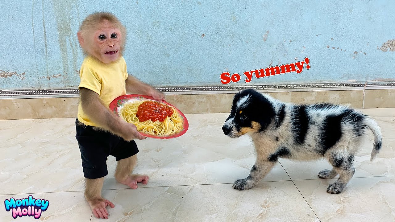 Unbelievable! Monkey Molly Shocked Everyone by Cooking Spaghetti for the Puppy