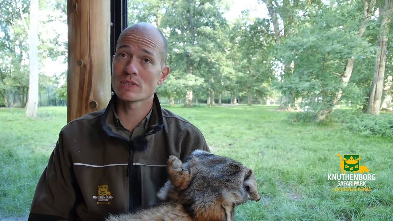 Vilde ulve i Danmark?