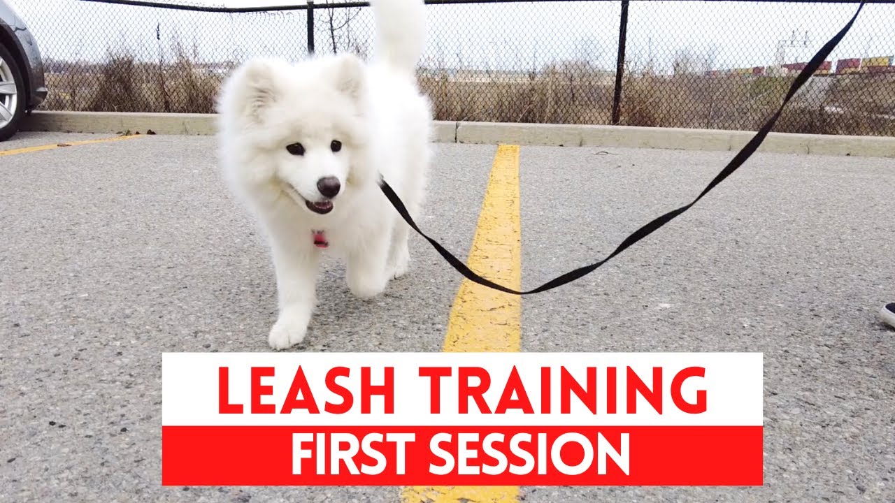 My Dog's First Leash Training Session | Yuriko Samoyed Adventures