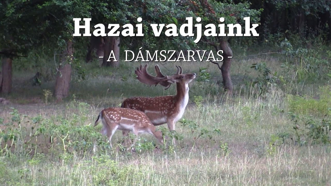 M5 TV – Erdei utakon – Reviczky Gáborral – 2024/31. adás – 2024.08.04.