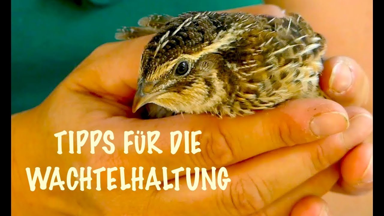 Die besten Tipps f&uuml;r die Wachtelhaltung mit Verena, Wachteln F&uuml;tterung, Zucht, Haltung, Eier, Stall