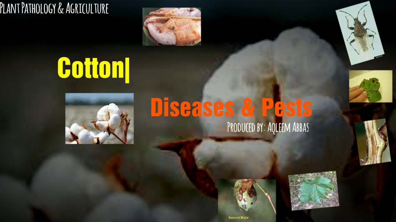 Pest and Diseases of Cotton Crop
