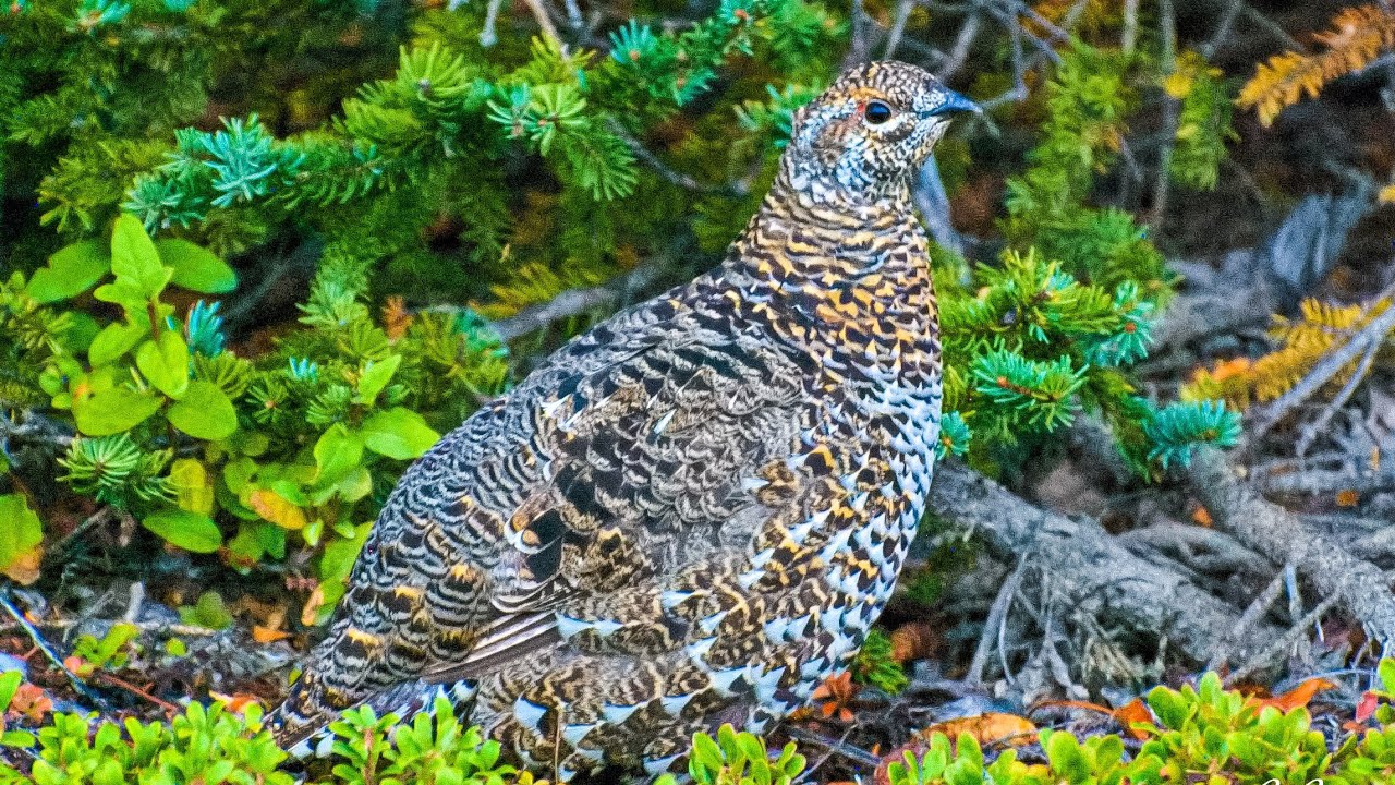 Beautiful Spruce Grouse