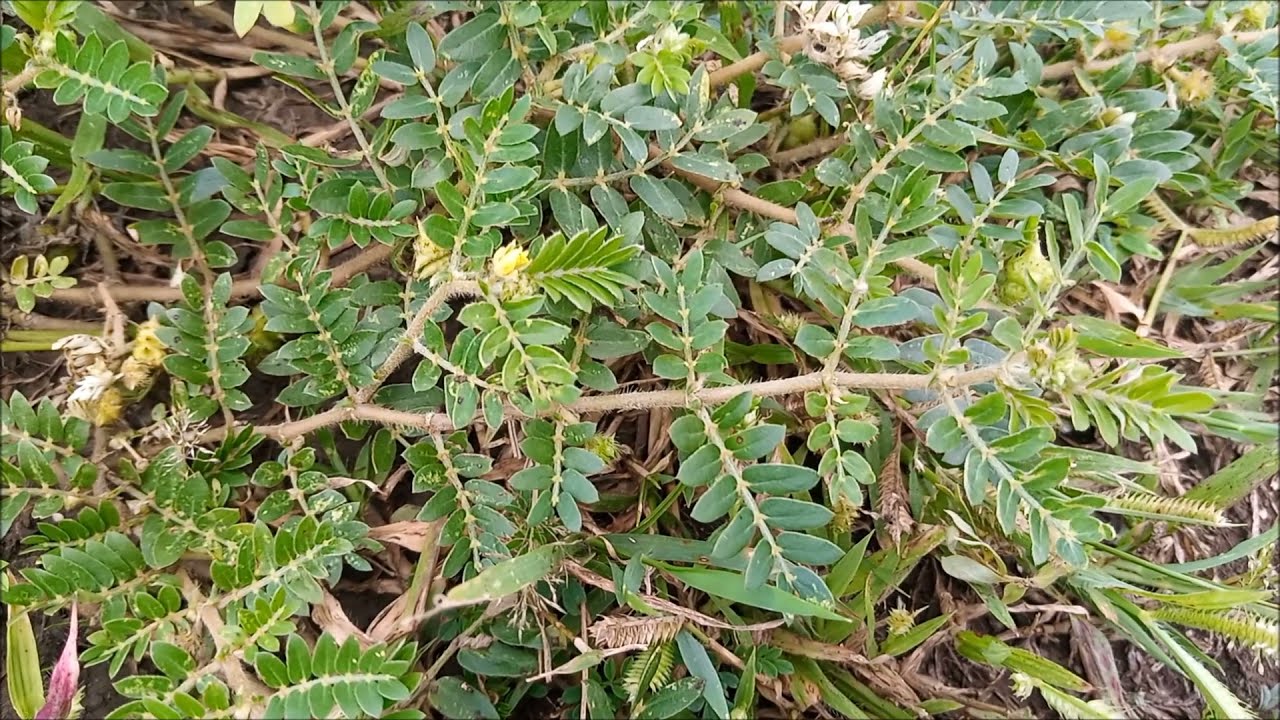 Tribulus terrestris: Benefits: Economic Importance: Cultivation: Ethnobotany: Natural Steroids Plant