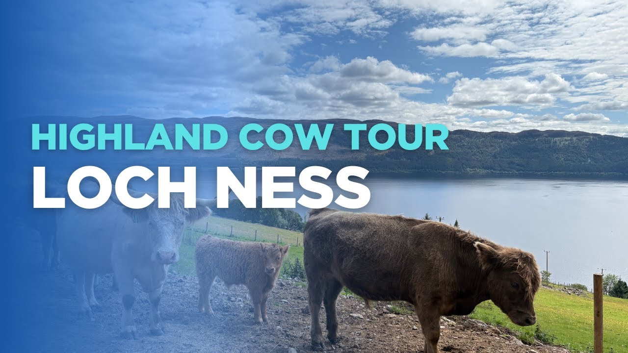 Petting a Highland Cow | Loch Ness Highland Cow Tour | Meet Scotland&rsquo;s Fluffiest Locals