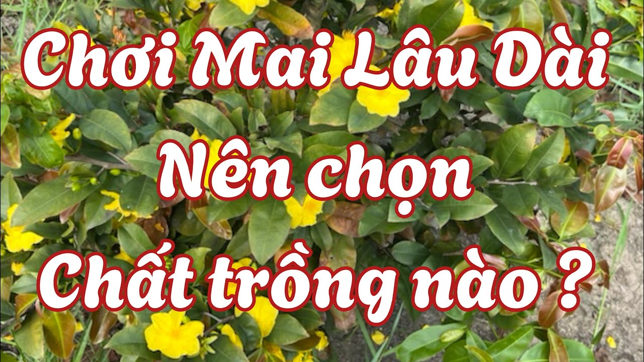 Chất Trồng Nào Tốt Cho Mai .? 