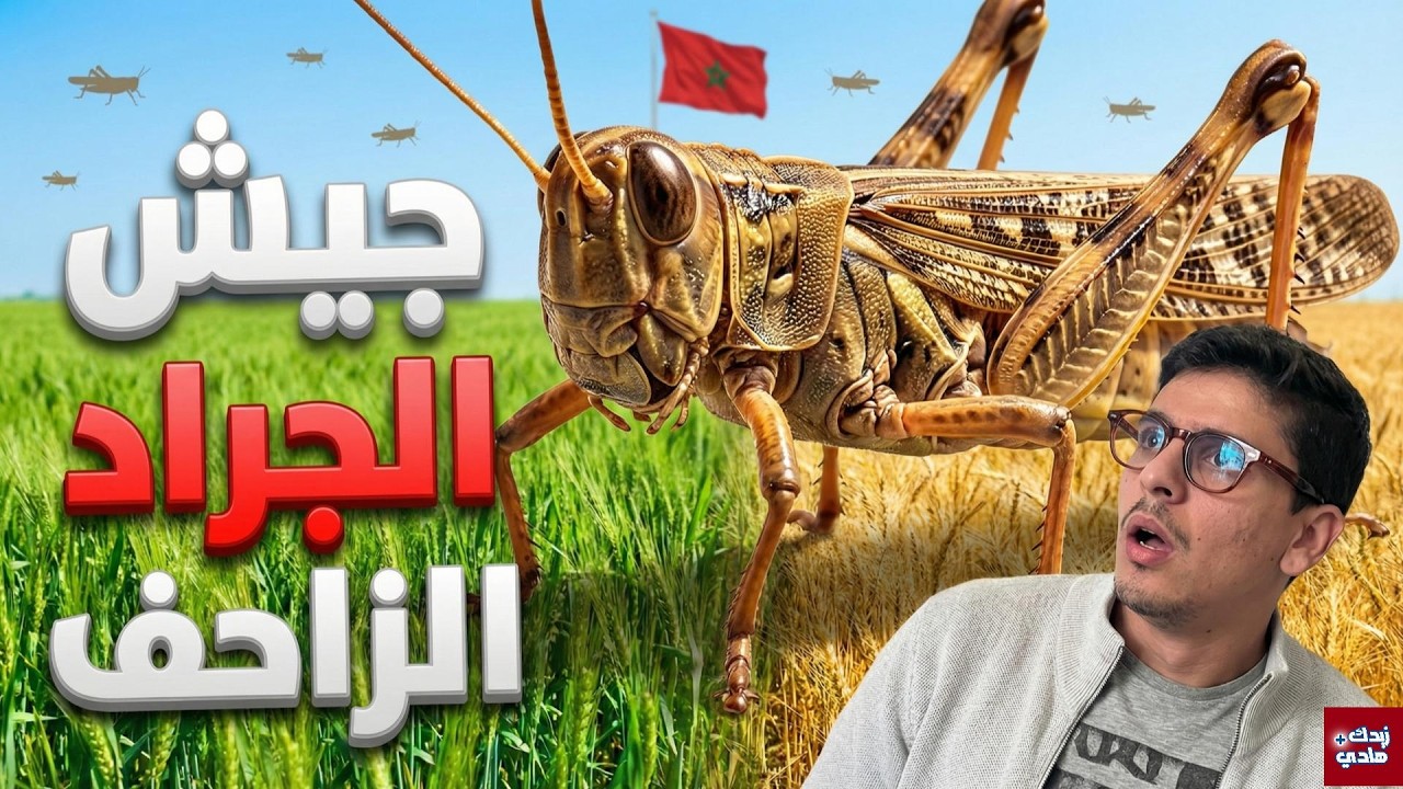 هجوم الجراد الصحراوي على جنوب المغرب: القصة الكاملة للغزو الذي حير العلماء! 🚨