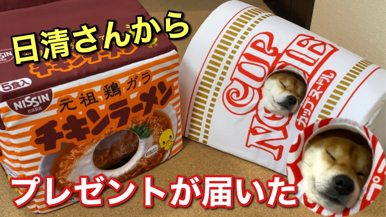 【柴犬】またまた日清さんからプレゼントが届きました！