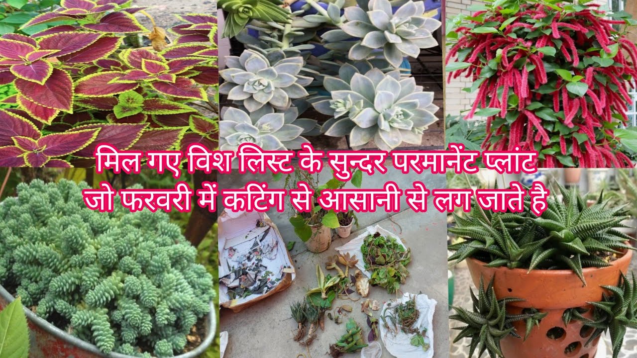 मिल गए विश लिस्ट के सुन्दर परमानेंट प्लांट जो फरवरी में कटिंग से आसानी से लग जाते है 