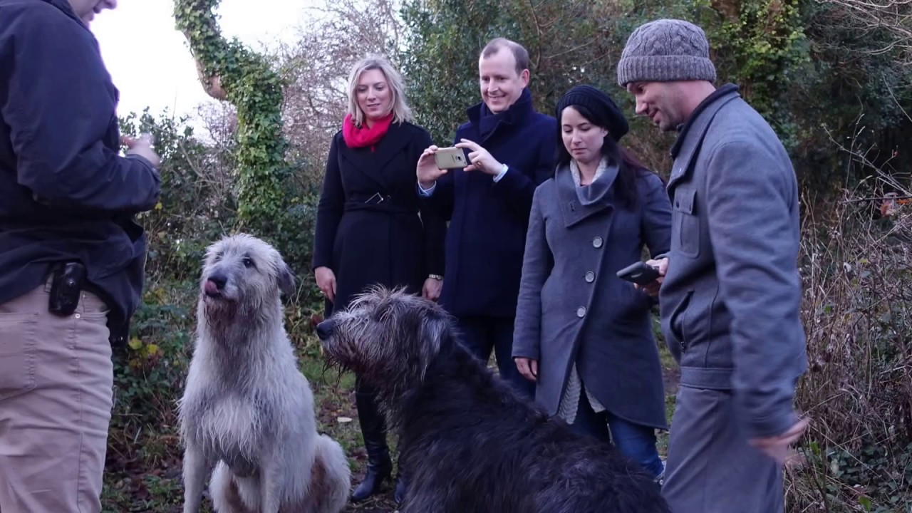 Irish Wolfhounds At Ashford Castle