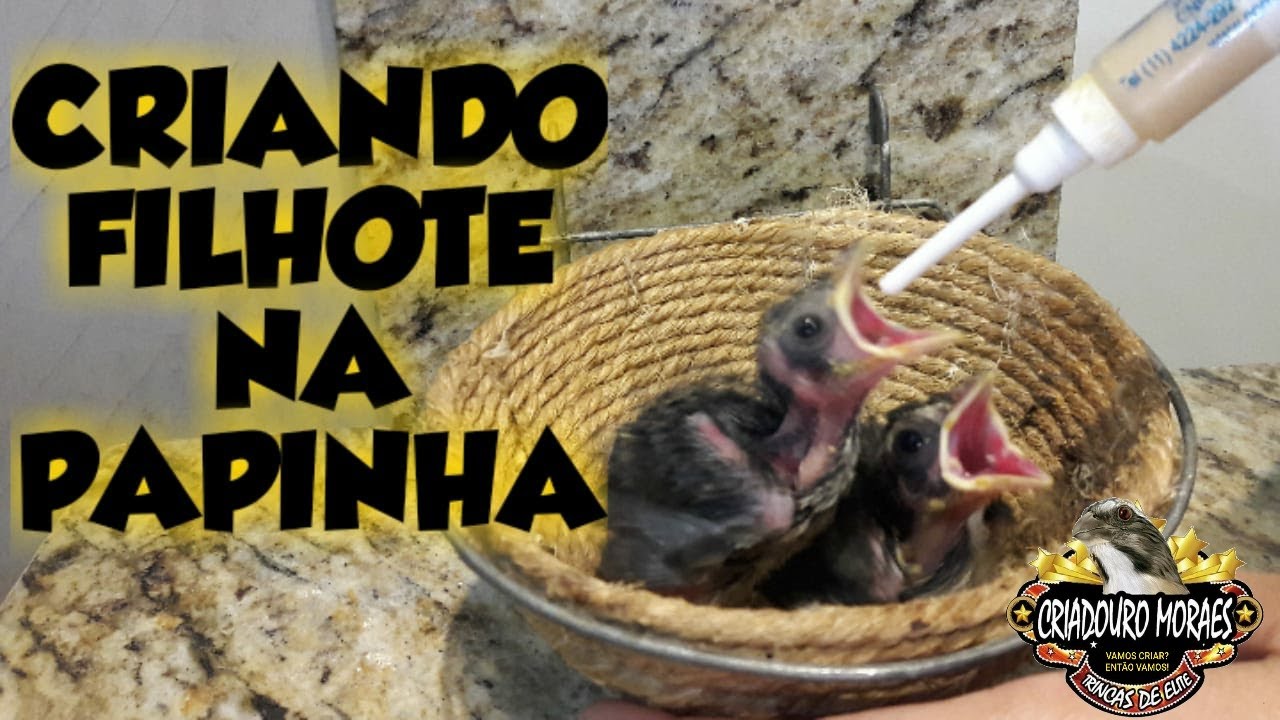 😎COMO CRIAR FILHOTES NA PAPINHA