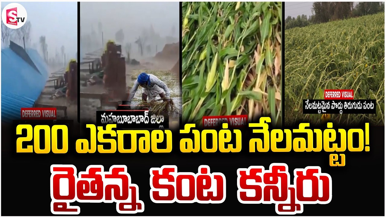 200 ఎకరాల పంట నేలమట్టం | Huge Rainfall In Telangana | Farmers Life | SumanTV Sai