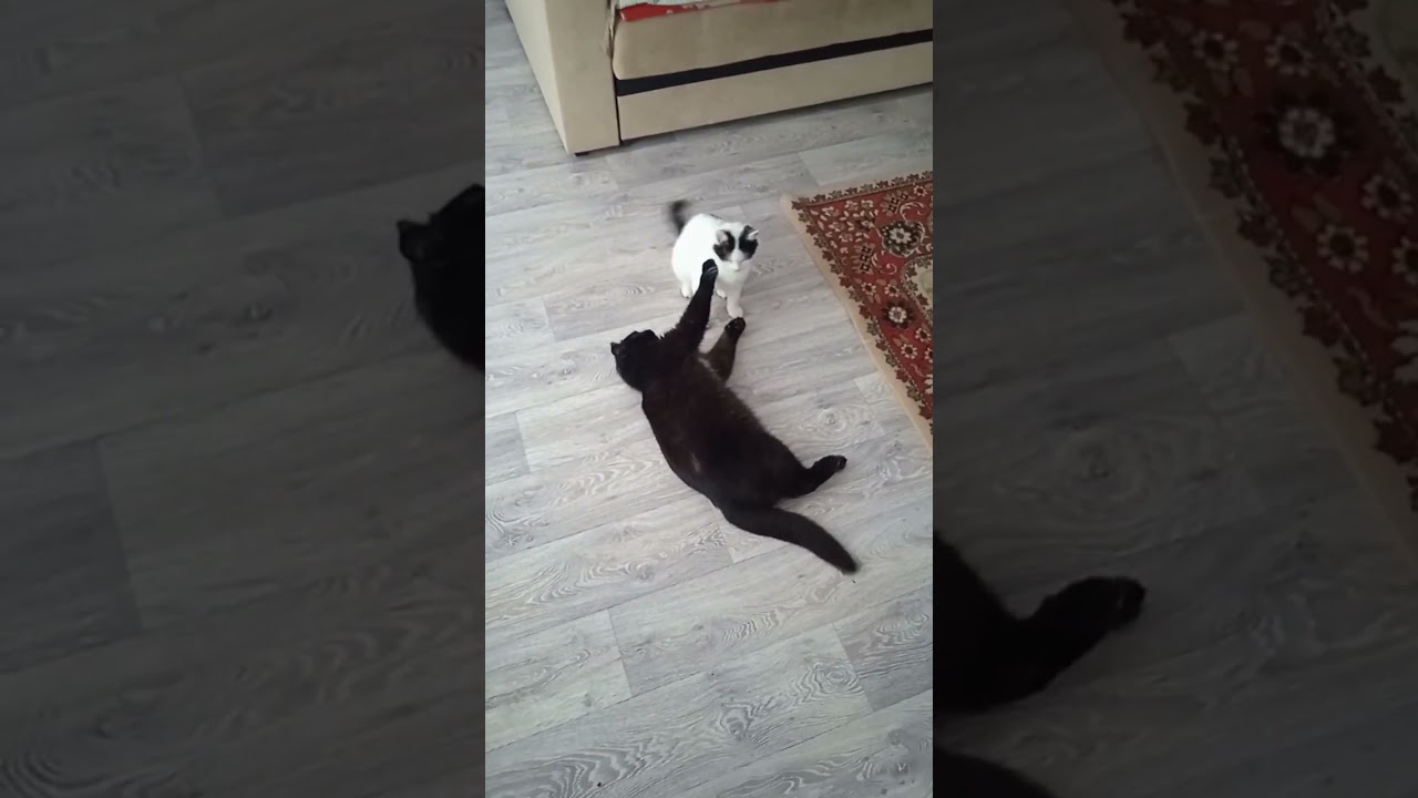 from love to hate and back again#catsoft