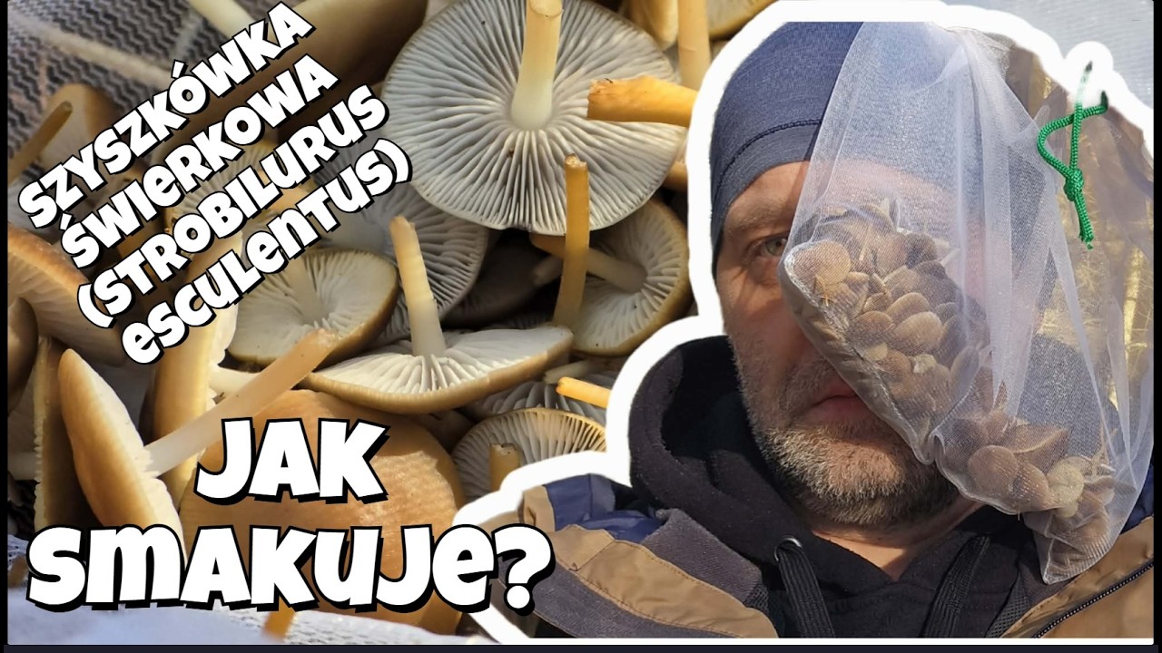 Szyszkówka świerkowa(Strobilurus esculentus) -  jak smakuje?