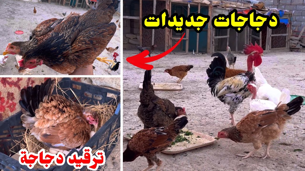 اجمل دجاجات شوكيات 🐔تكريك دجاجة + فحصت البيض 🥚