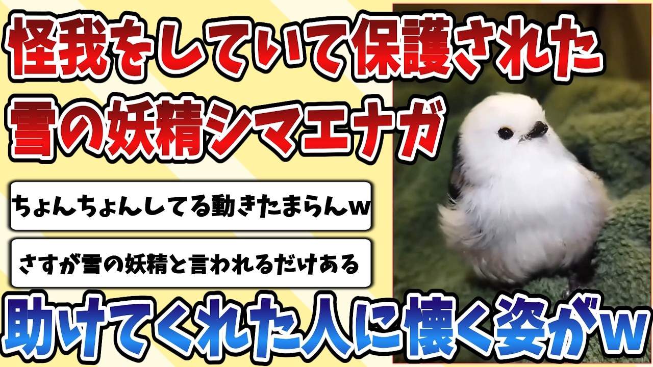 【2ch動物スレ】怪我をしていて保護された【シマエナガ】を治るまで世話したらがっつり懐かれてしまったｗｗｗ