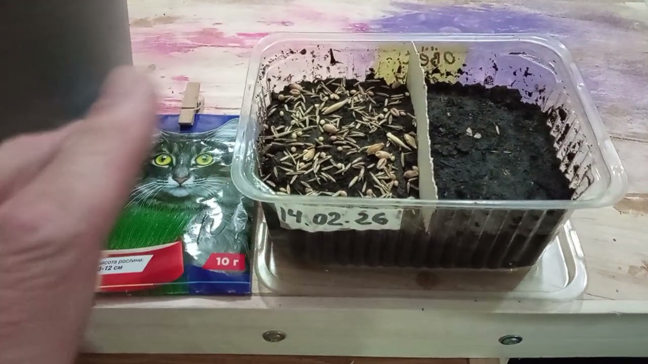 5 сортов ТРАВЫ для КОТА БАРОНА