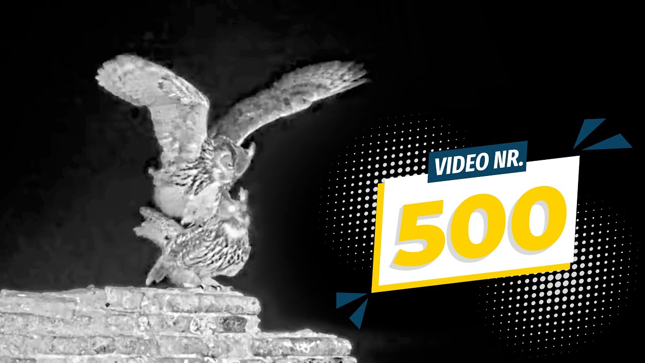 12.–14.01.2026: Jubiläumsvideo aus der Ruine