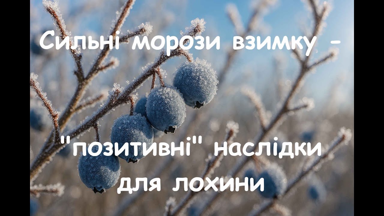 Сильні морози взимку - "позитивні" наслідки для лохини.