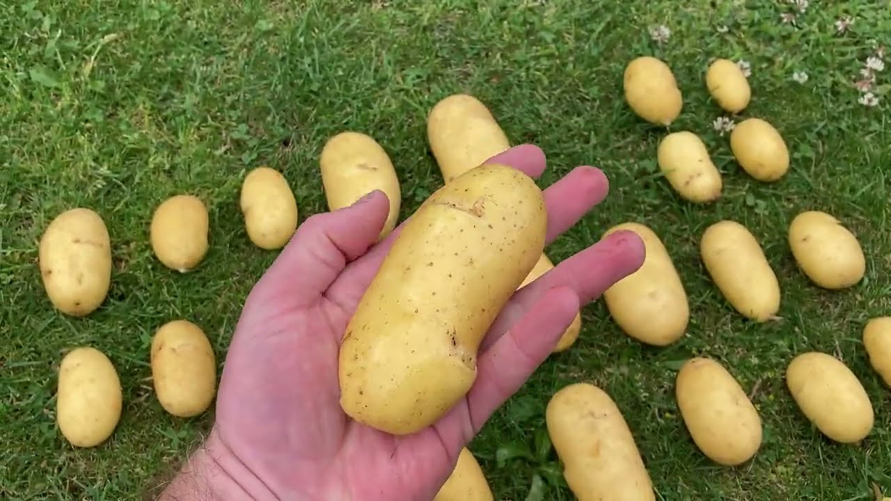 Container POTATO Harvest - Surprising Yield!