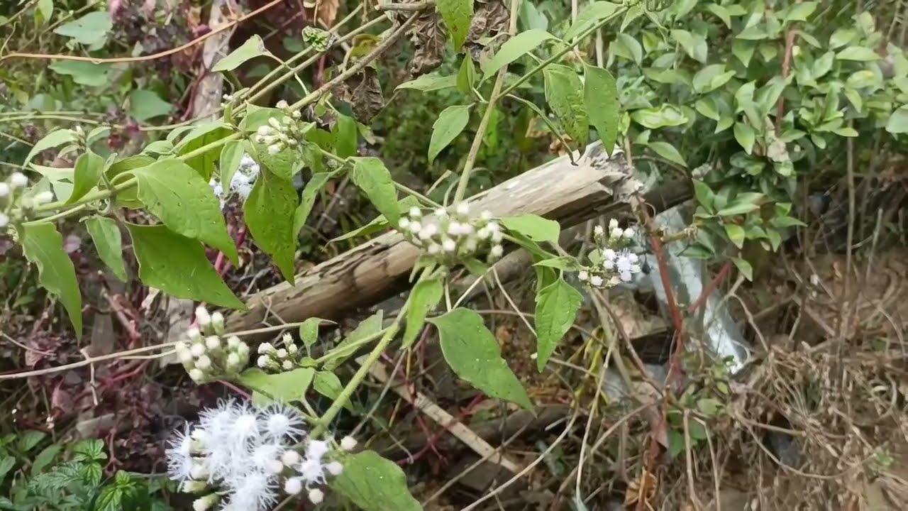 Thaum tu siab txau lawm txawm neej ntsa iab lo tsi khuv xim.15/3/2026.