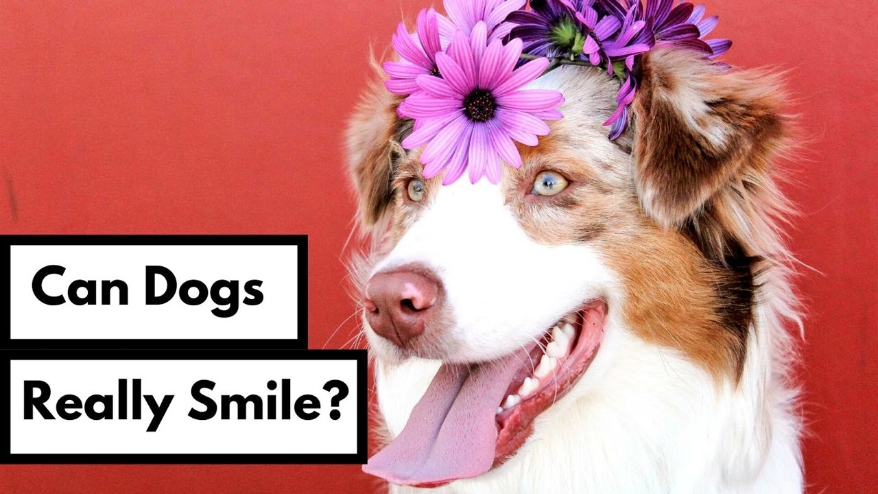 Can Dogs Really Smile?