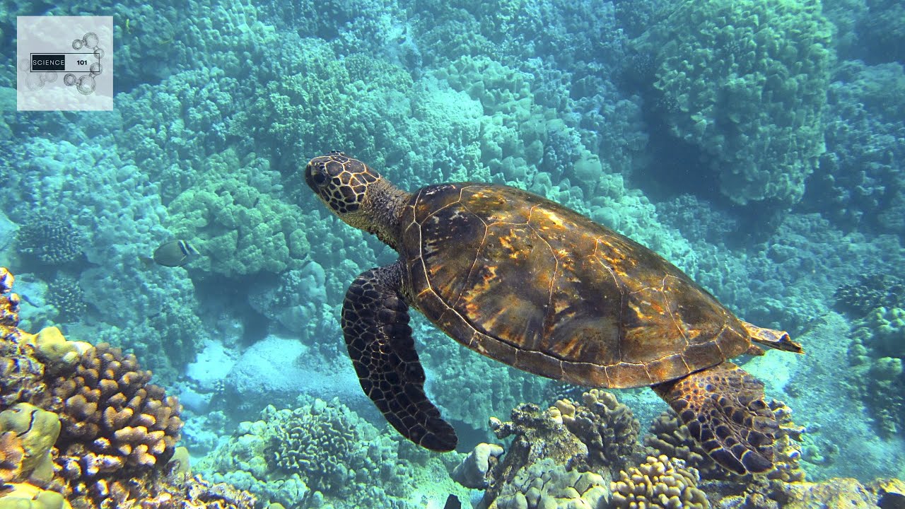 Oceans 101 | Science 101
