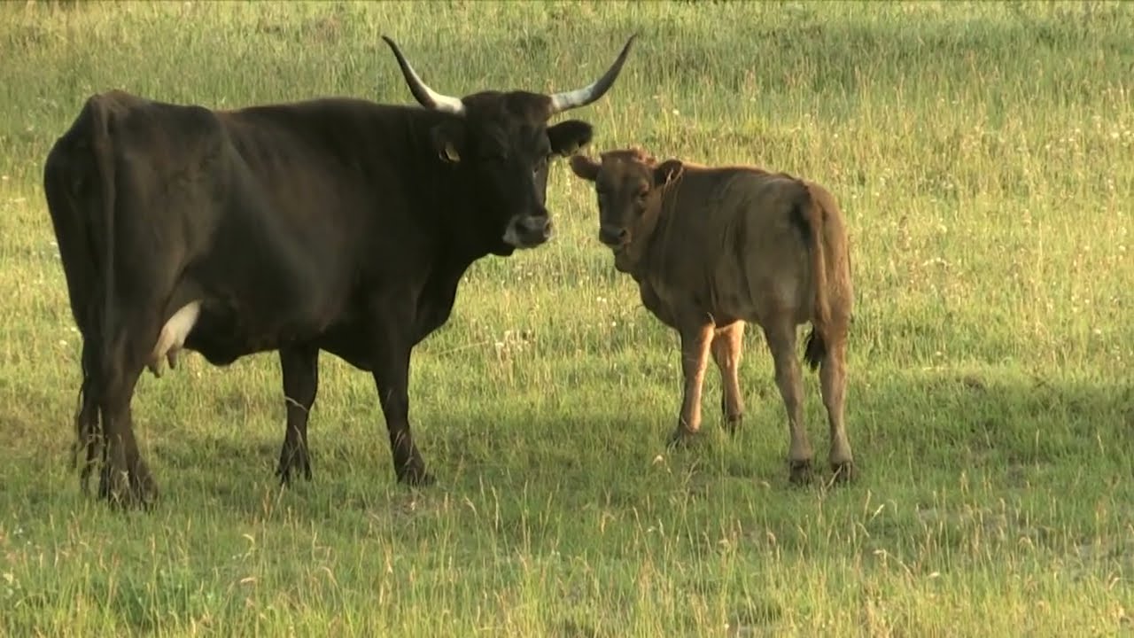 Land of wild horses, European bison and aurochs