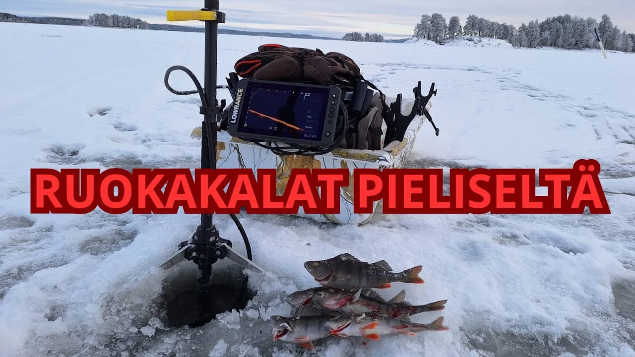 Ahvenpilkillä Pielisellä | Kalat aralla päällä