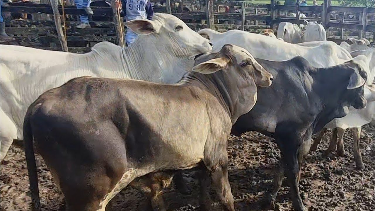 Feira de gado em S&atilde;o Jo&atilde;o-Pe 06-04-2026 @boi de corte 