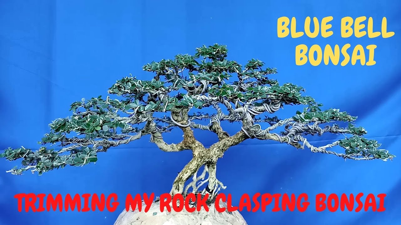 HOW TO MAKE ROCK CLASPING BONSAI / PRUNING / REPOTTING / FICUS BONSAI / BOUGAINVILLEA