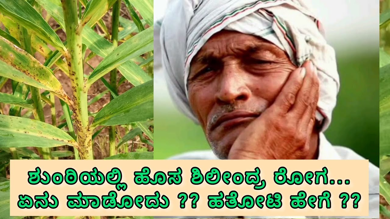 ಶುಂಠಿಯಲ್ಲಿ ಹೊಸ ಶಿಲೀಂದ್ರ ರೋಗದ ಬಾಧೆ ಹೆಚ್ಚಾಗಿದ್ಯ ???