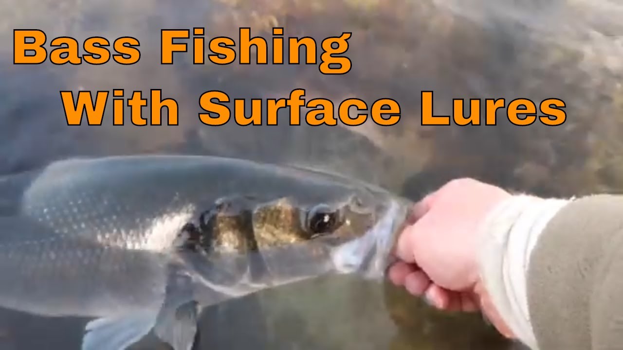 UK Bass fishing with surface lures- First Bass of the year.