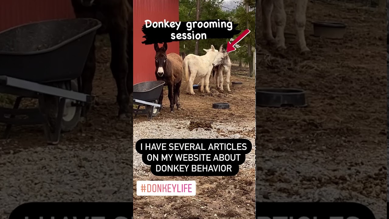 Donkey Behavior {Donkey Life Best Life!} #shorts