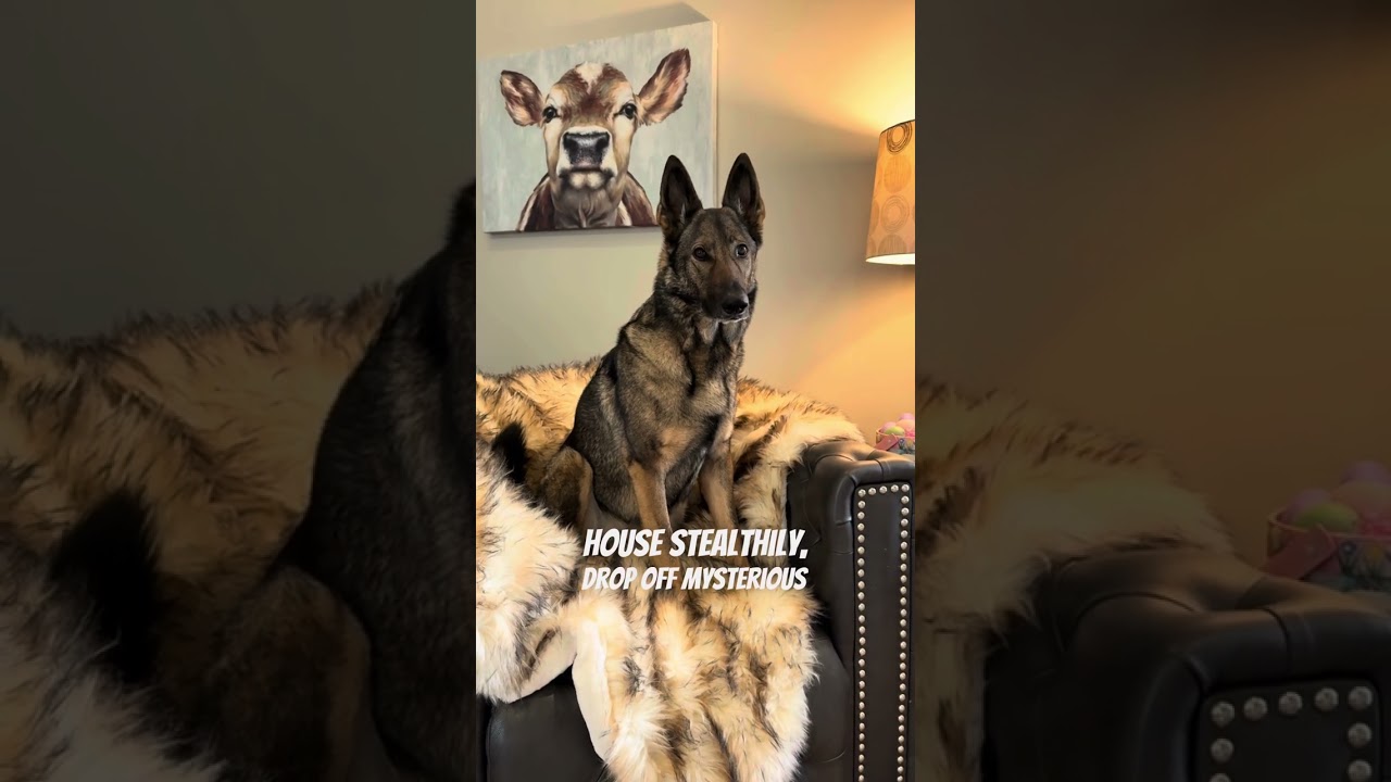 German Shepherd Security Protocol