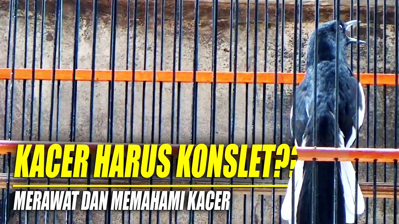 BURUNG KACER HARUS KONSLET?? MERAWAT DAN MEMAHAMI KACER | DR KACER