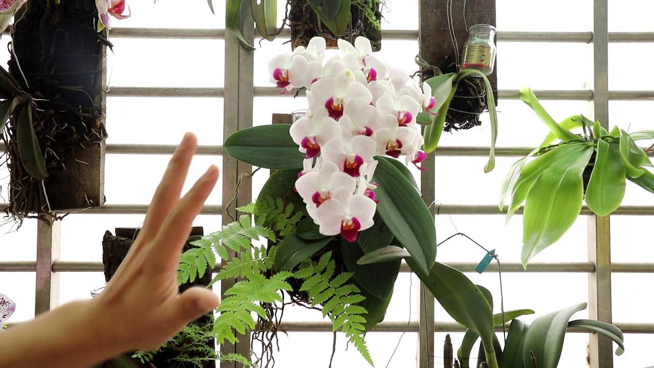 竹筒的蝴蝶蘭與爆花的原因【2020/05/30】