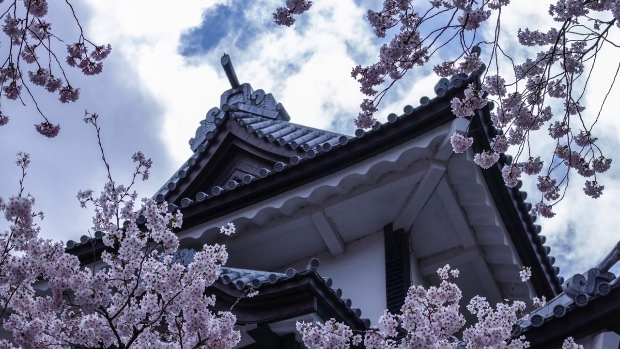 樱花 さくら Sakura  Japanese folk song 日本民谣  尺八演奏者：长谷川 将山 Hasegawa Shozan；选自瑞鸣音乐_____全球音乐大奖获奖音乐专辑：《荒城之月》